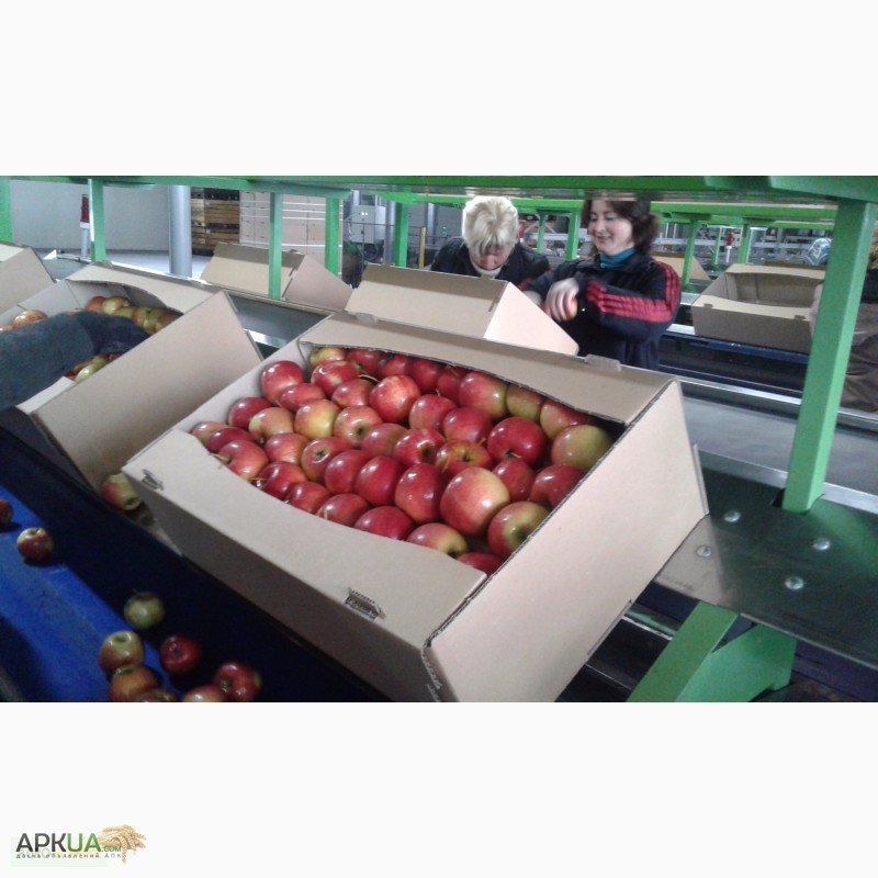 Фото 11. Продаємо свіже яблуко з власного саду, Хмельницька обл