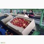 Продаємо свіже яблуко з власного саду, Хмельницька обл