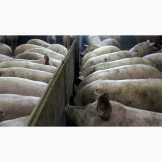 Продажа свиней мясного направления, Винницкая