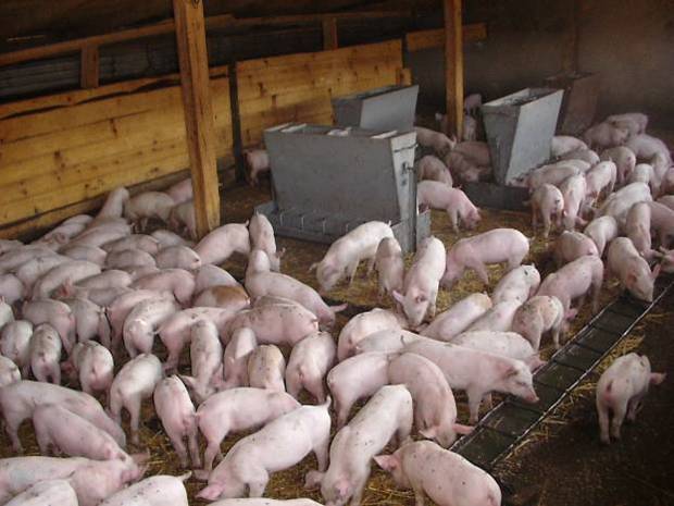 Фото 2. Продажа свиней мясного направления, Винницкая