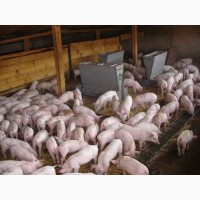 Продажа свиней мясного направления, Винницкая