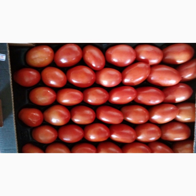 Фото 3. Томат сливка, круглый, черри, ветка. Производитель Ecoinver. Экспорт овощей из Испании