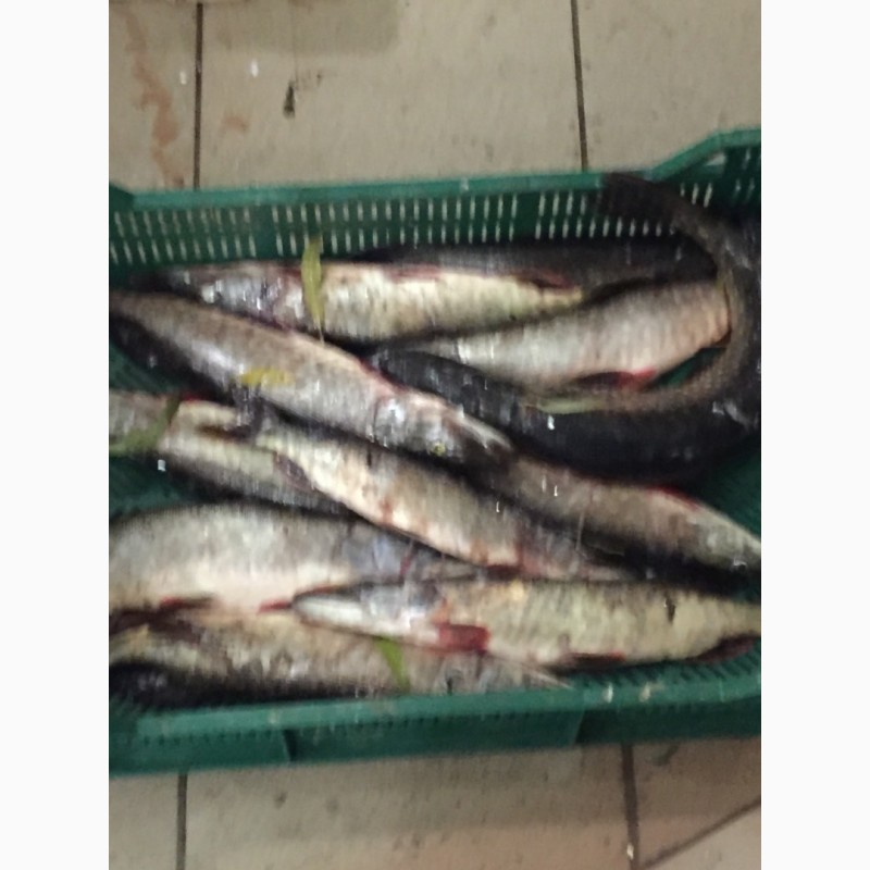 Фото 2. Продам рыбу свежемороженую. Мелкий, средний и крупный ОПТ