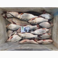 Продам рыбу свежемороженую. Мелкий, средний и крупный ОПТ