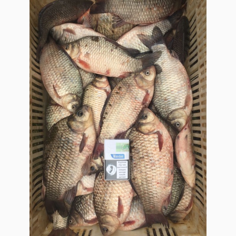 Фото 6. Продам рыбу свежемороженую. Мелкий, средний и крупный ОПТ