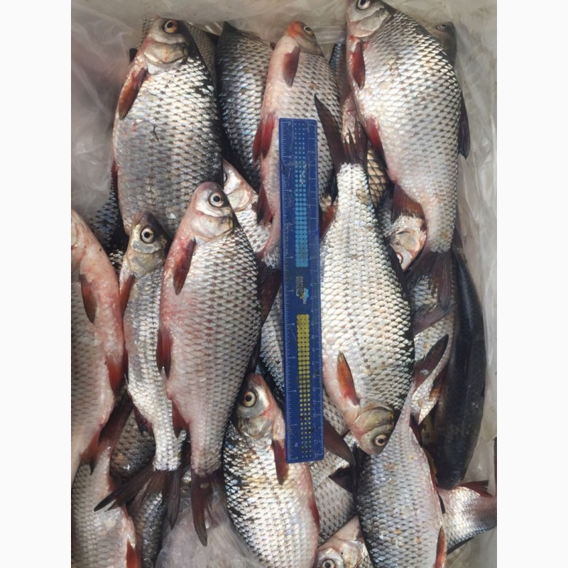 Фото 7. Продам рыбу свежемороженую. Мелкий, средний и крупный ОПТ