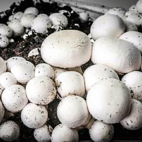 Фото 9. Набор для выращивания грибов шампиньонов
