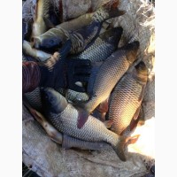 Жива риба продам карпа(толстолоб, карась, амур)