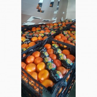Фото 3. Мандарины, апельсины, лимоны___ ОПТ не дорого__в Турции