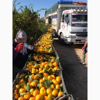Фото 4. Мандарины, апельсины, лимоны___ ОПТ не дорого__в Турции