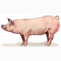 Куплю свиней живым весом от 50 голов по хорошей цене