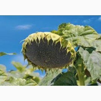 Пропонуємо насіння соняшнику гібрид Карат - гранстаростійкий