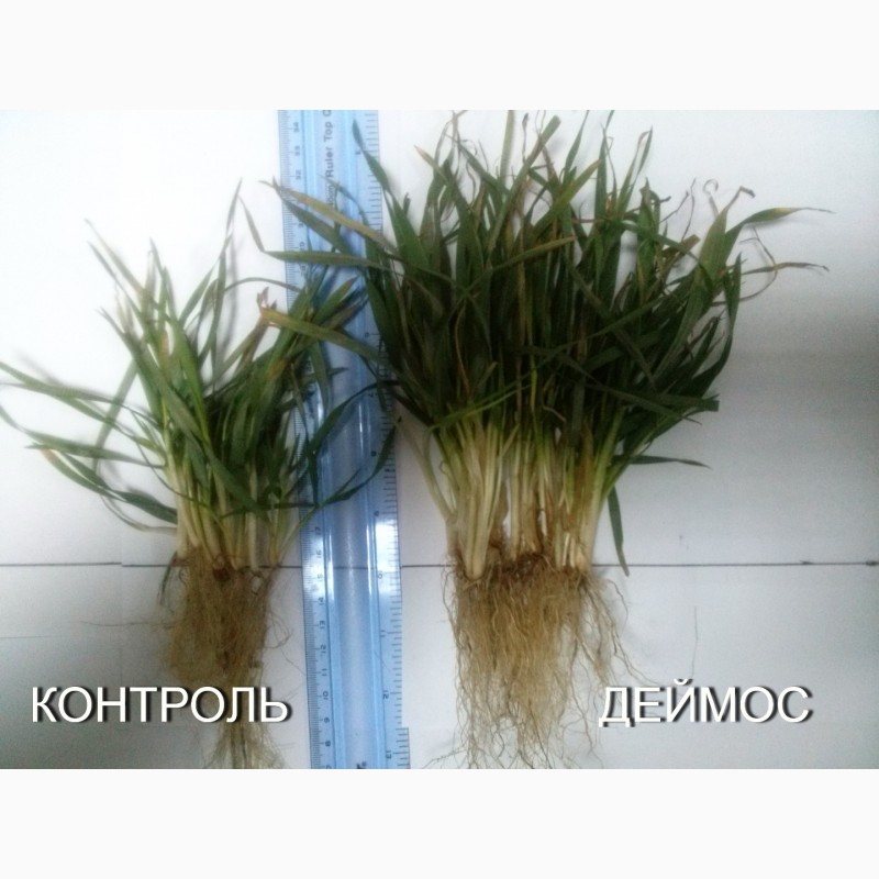 Фото 3. ДЕЙМОС - регулятор росту рослин з мікроелементами від ВИРОБНИКА
