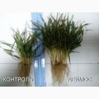 ДЕЙМОС - регулятор росту рослин з мікроелементами від ВИРОБНИКА