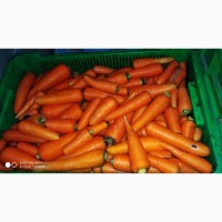 Морква Ньюкорода мытая