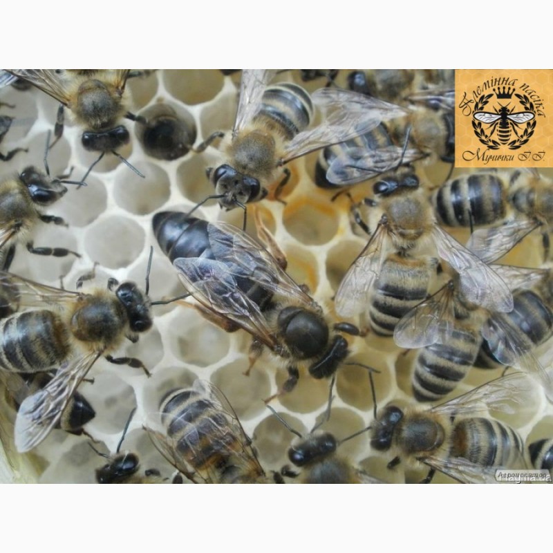 Фото 2. Продам чистопородні бджоломатки карпатської породи