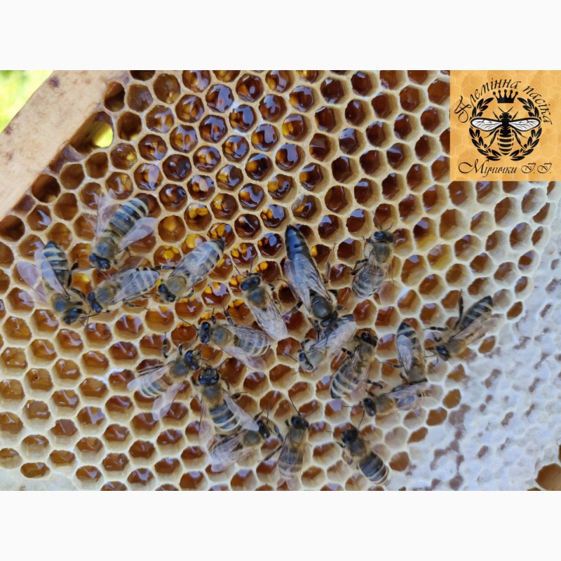 Фото 3. Продам чистопородні бджоломатки карпатської породи