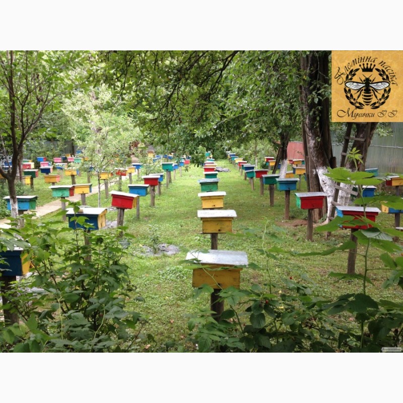 Фото 5. Продам чистопородні бджоломатки карпатської породи