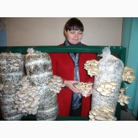Мицелий.Грибы. Вешенка. Одесское общество грибоводов. Выращивание грибов
