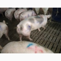 Куплю свиней живым весом от 30 гол 1-2-3 категорий