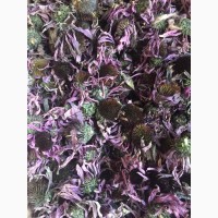Эхинацея пурпурная лікарська насіння квітка трава бджоли пасіка 2023року вирощена 20грн