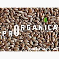 Органічна Пшениця 2 класу, біг-бег 1т, сертифікована Органік Стандарт UA-BIO-108