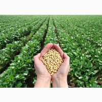 Продаємо сою ГМО та без ГМО по Україні та закордон