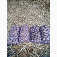 Продам картоплю, від 5 тон, ціна - 4-4.5грн/кг