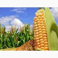Семена кукурузы ДН Аджамка / п.о