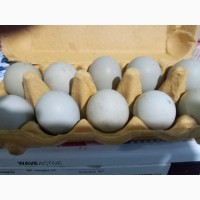 Инкубационное яйцо кур несушек Гриншеллы-несут голубые яйца