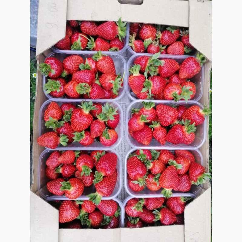 Фото 3. Продам саджанці полуниці
