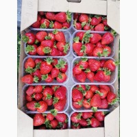 Продам саджанці полуниці