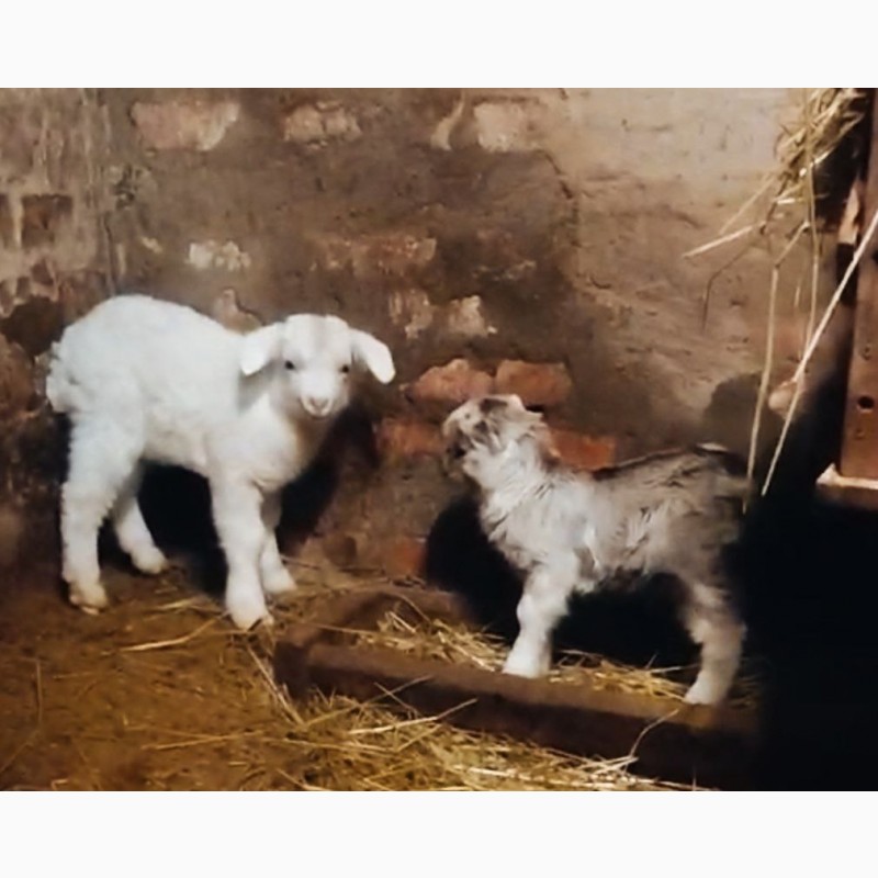 Фото 3. Продам козлят от высокоудойной зааненской козы
