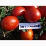 Продам Весовые семена томата Ингулецкий