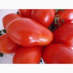 Продам Весовые семена томата Ингулецкий