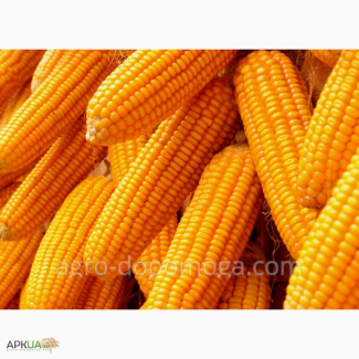 Продам гібрид кукурузи ЛЮБАВА 279 МВ