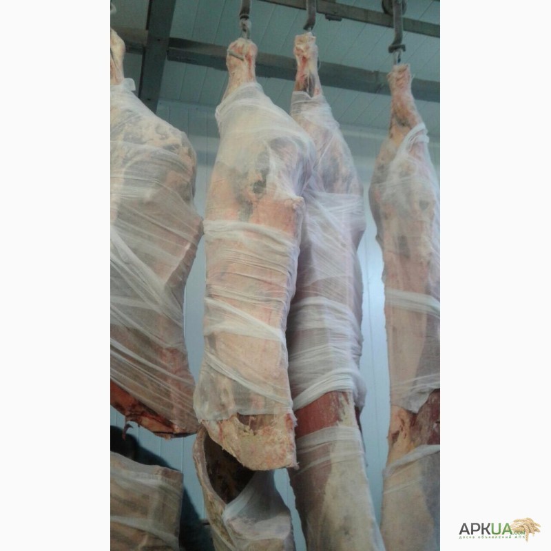 Фото 2. Продам говядину в полутушах, возможен Халяль на экспорт высочайшего качества