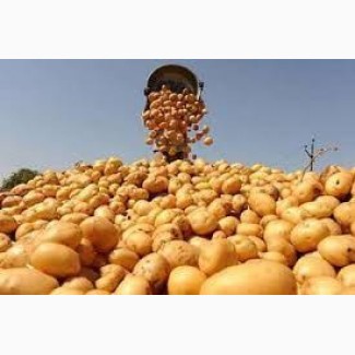 Продам насіннєву картоплю Інфініті, Арізона(крупна фракція), Злагода, Хортиця
