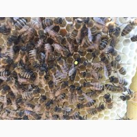 Бджоломатка КАРНІКА, КАРПАТКА Плідні матки 2024 року (Пчеломатка, Бджолині матки)