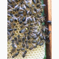 Бджоломатка КАРНІКА, КАРПАТКА Плідні матки 2023 року (Пчеломатка, Бджолині матки)