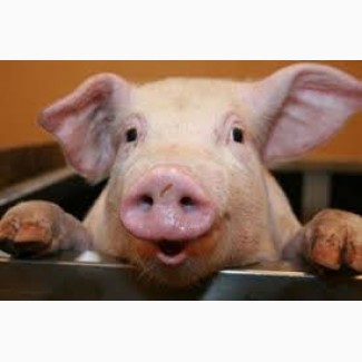 Продам домашнюю свинью живым весом