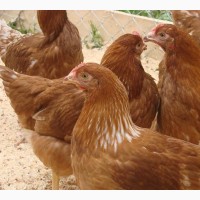 Цыплята кур несушек Ломанн Браун - сортированные курочки 8-ми-недельные