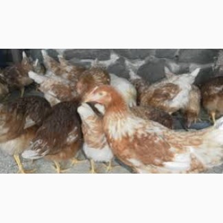 Цыплята кур несушек Ломанн Браун - сортированные курочки 8-ми-недельные