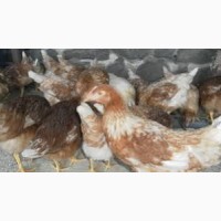 Цыплята кур несушек Ломанн Браун - сортированные курочки суточные и 6-тинедельные