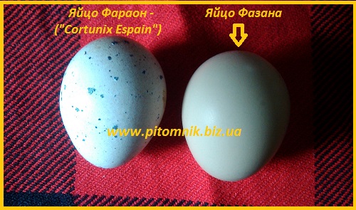 Фото 2. Яйца инкубационные перепела Фараон (селекция Espana)
