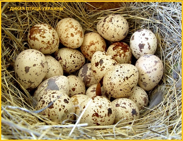 Фото 4. Яйца инкубационные перепела Фараон (селекция Espana)