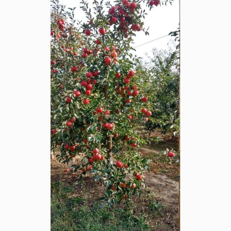 Фото 2. Продам яблуко різних сортів, урожай 2018р. Калібр 7