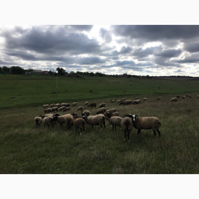 Фото 2. Продам овец романовской породы