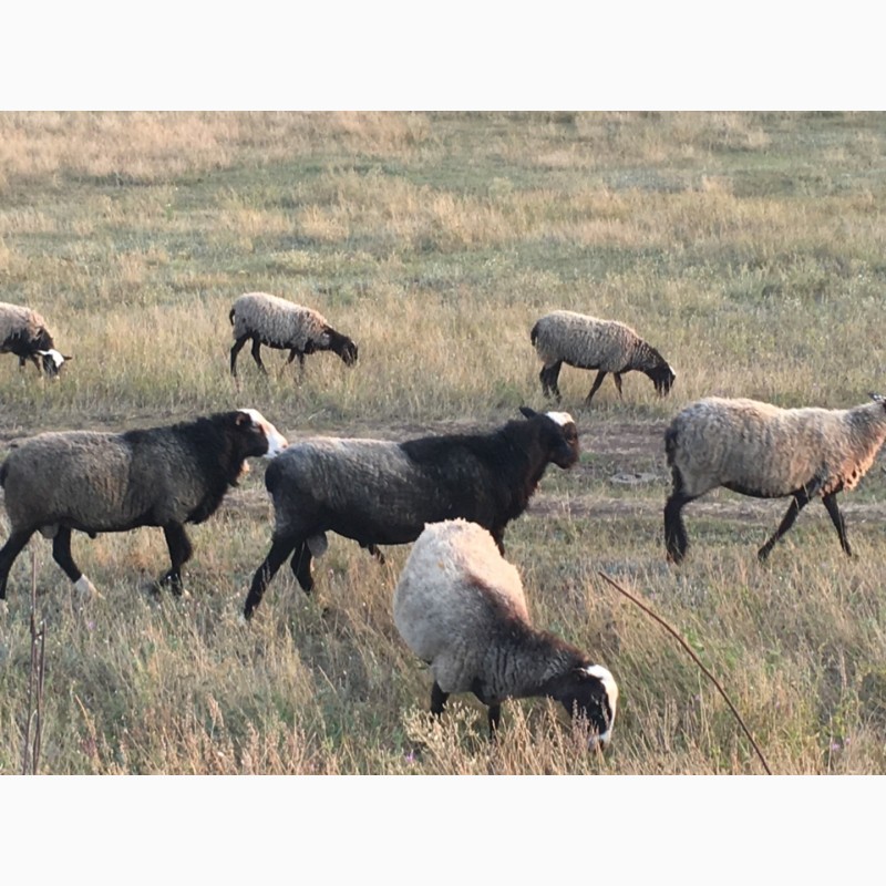 Фото 3. Продам овец романовской породы