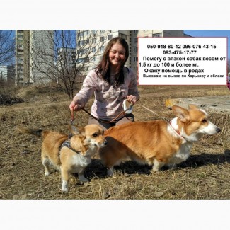 В#039;язка собак + штучне запліднення. Дрібні та великі породи., Харків